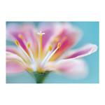 Lewisia